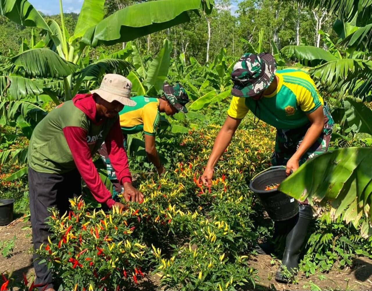 Sinergi Satgas dan Petani Fatuba’a, Panen Cabai jadi Bukti Kedekatan TNI dengan Rakyat
