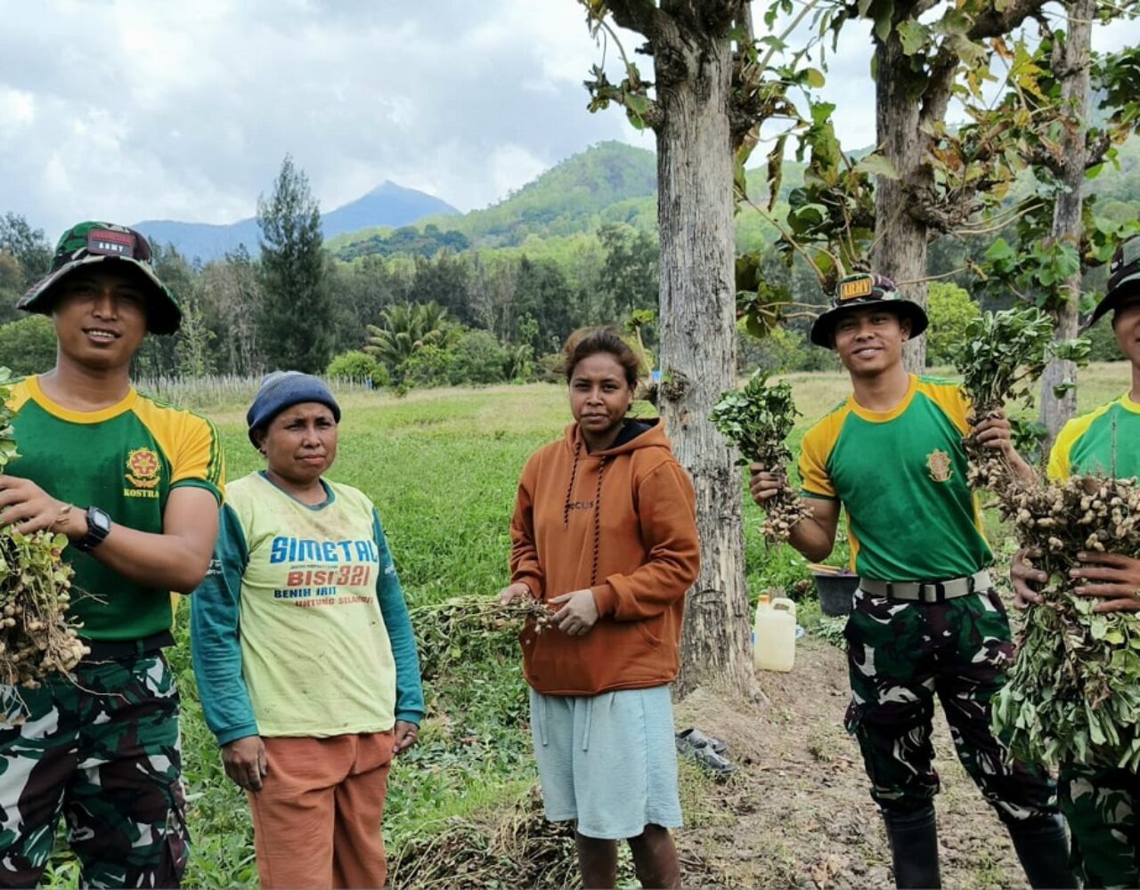 Satgas Pamtas RI-RDTL Yonarmed 12 Kostrad Pos Fatubesi Atas Bantu Warga Perbatasan Panen Kacang