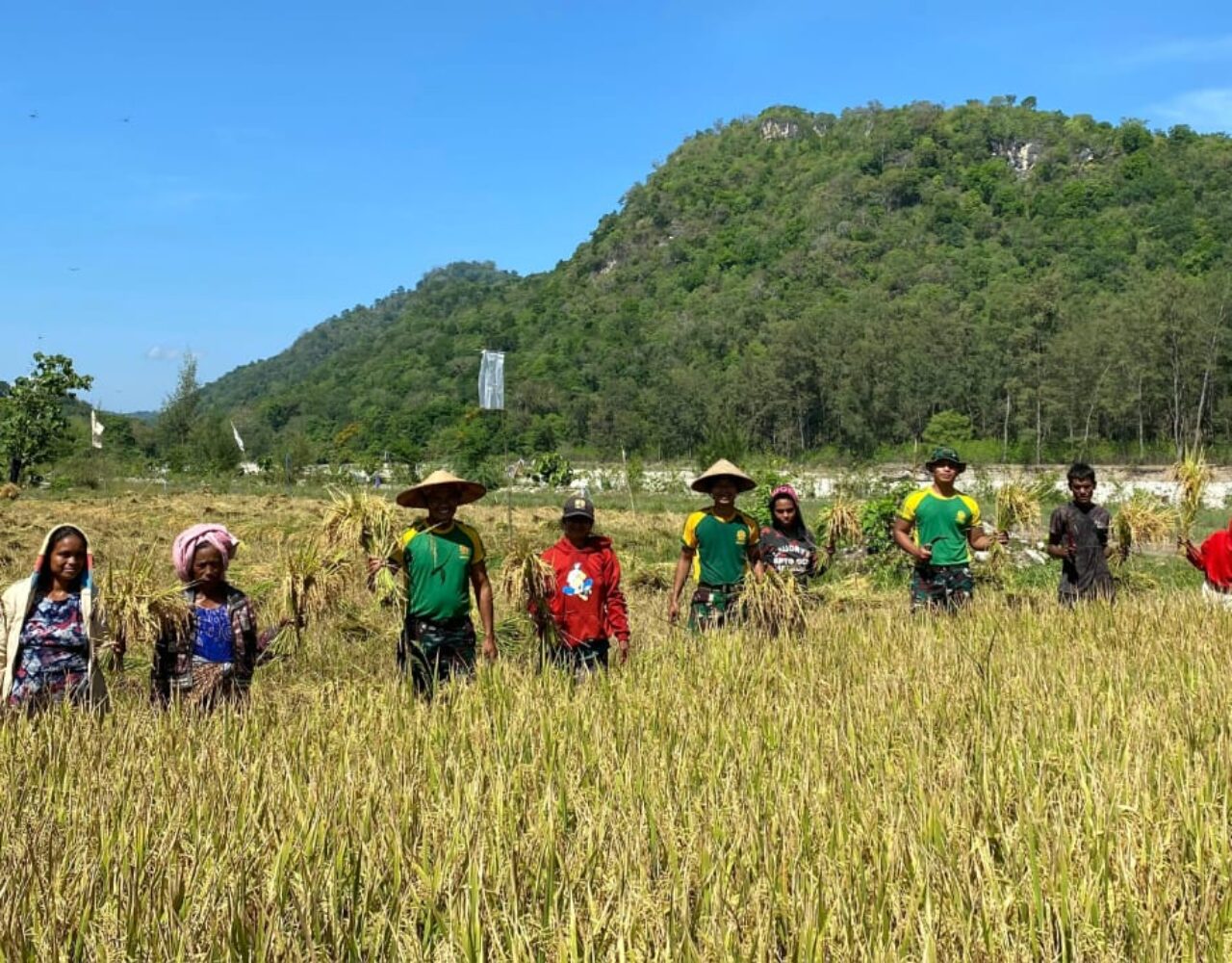 Pos Maubusa Bantu Warga Panen Padi di Perbatasan