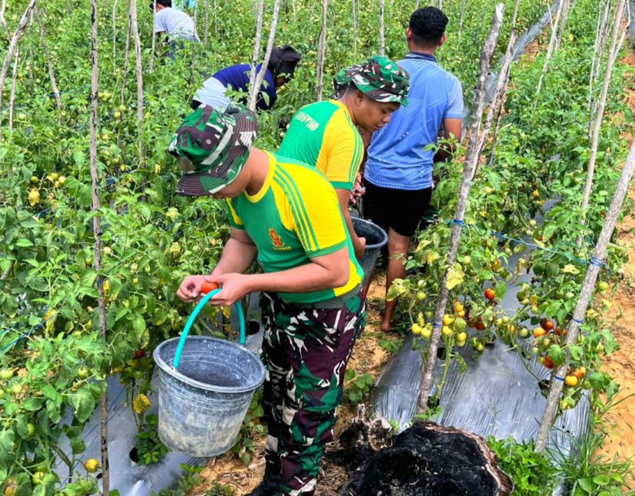 Pos Lookeu Gelar Panen Tomat Bersama Warga Perbatasan RI-RDTL