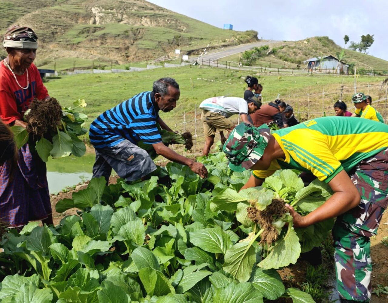 Dukung Kemandirian Pangan, Pos Fohuk Laksanakan Penyuluhan dan Panen Sayur
