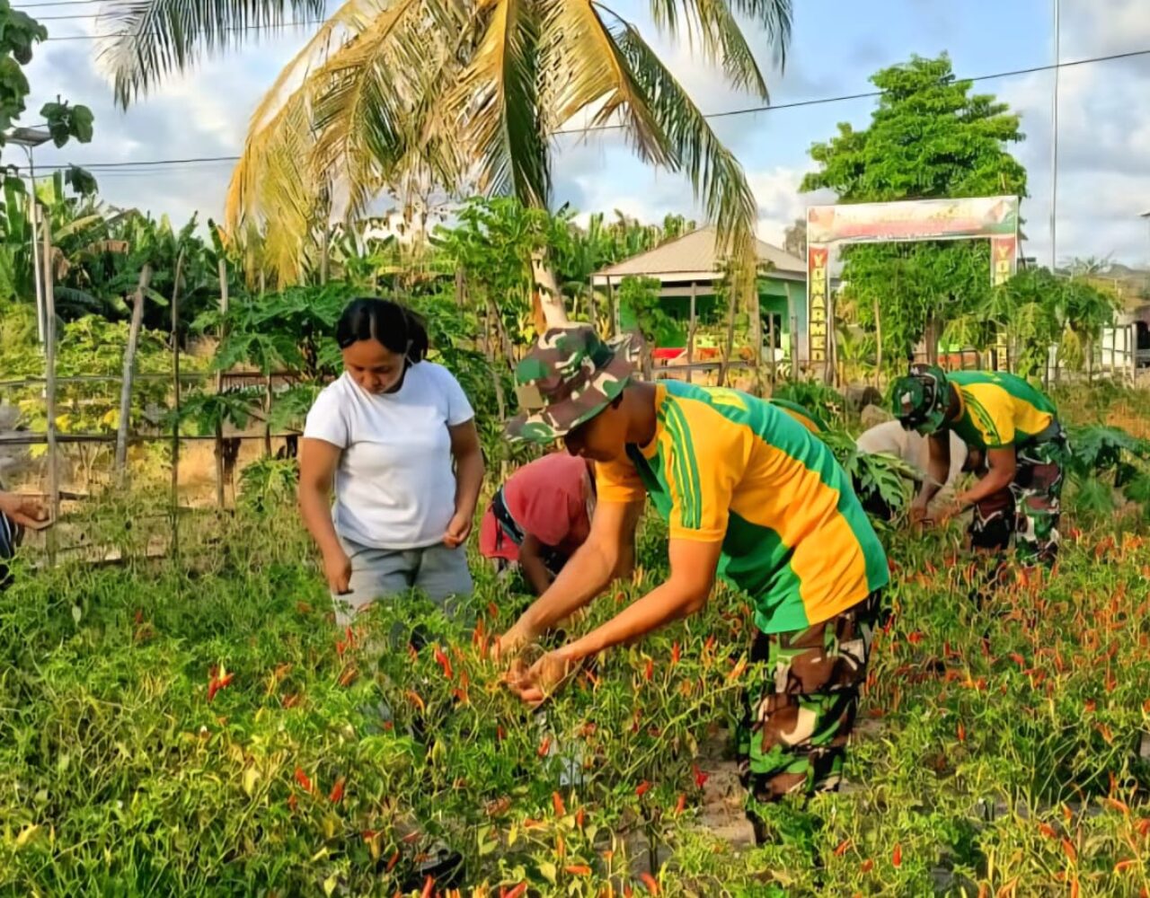 Satgas Pamtas RI-RDTL Yonarmed 12 Kostrad Panen Cabai Bersama Warga di Perbatasan