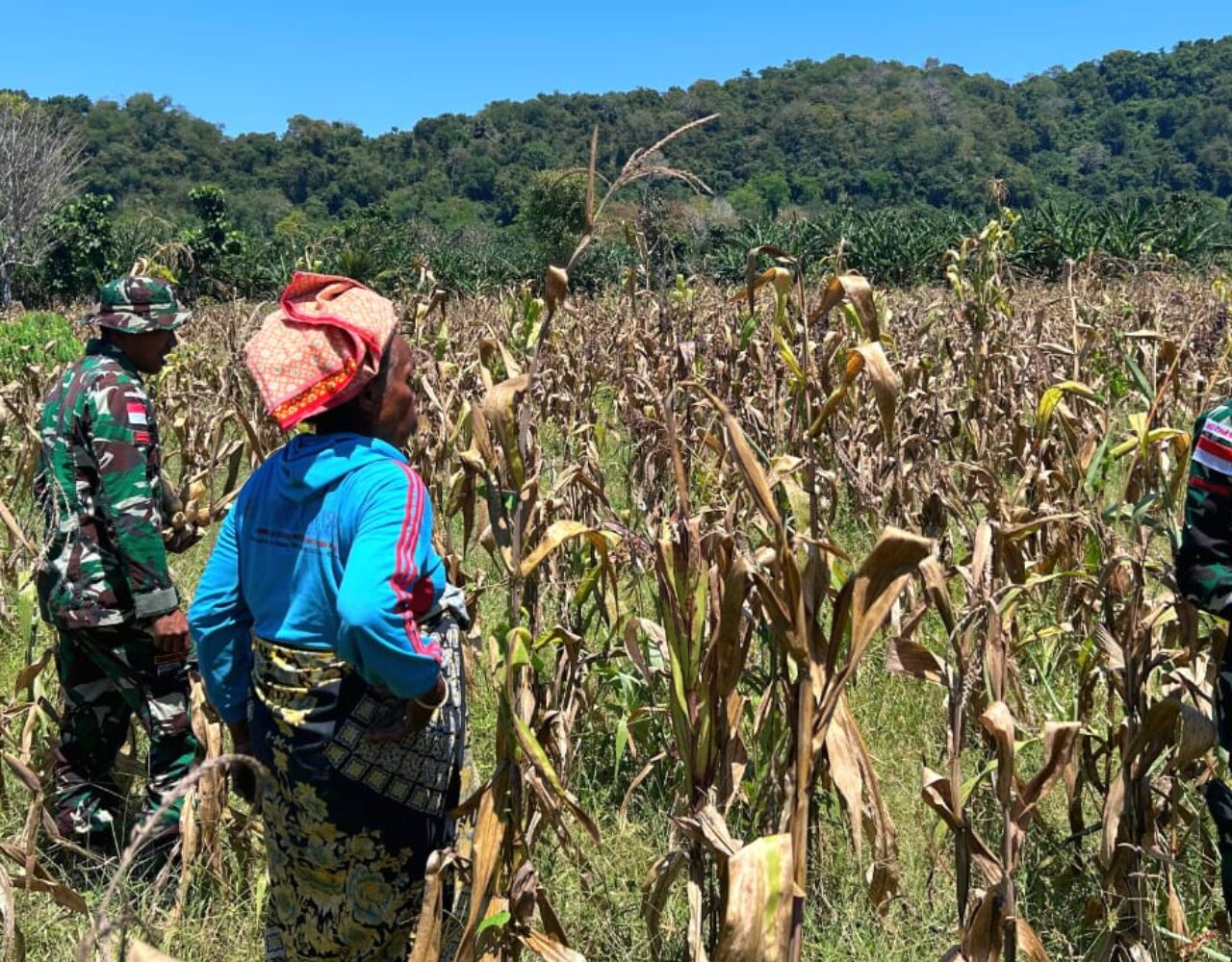 Panen Jagung jadi Bukti Keharmonisan Satgas Pamtas dengan Warga Alas Selatan