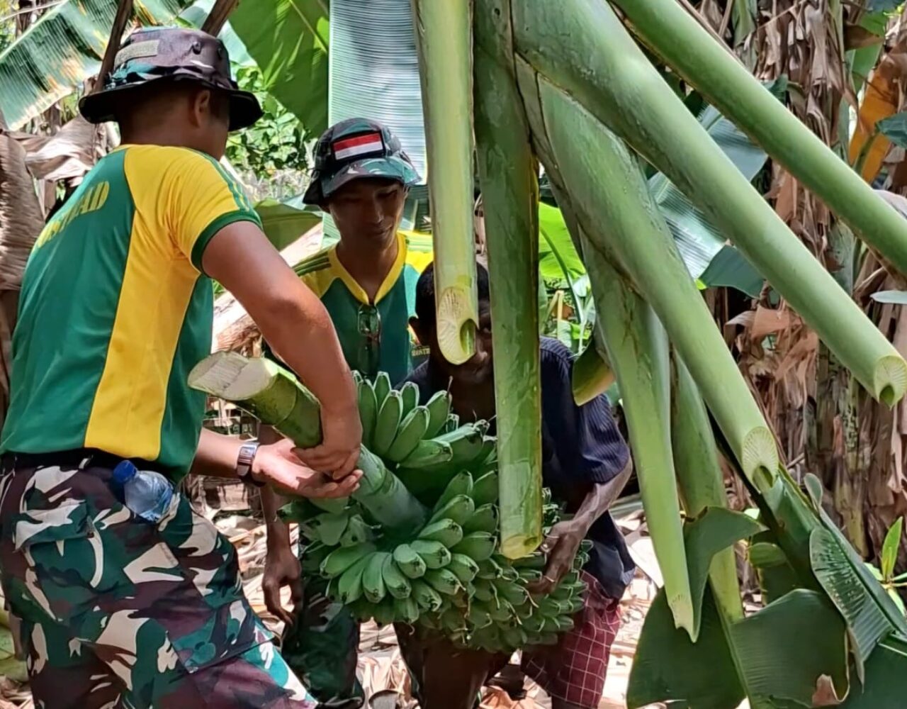 Panen Pisang di Perbatasan, Pos Motamasin dan Warga Namfalus Kian Kompak