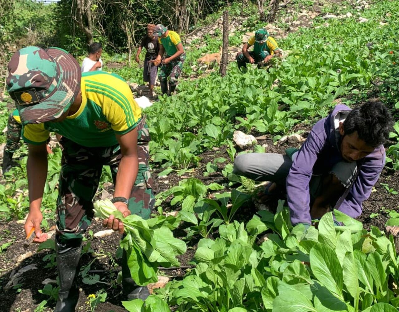 Satgas Pamtas Pos Lakmars Sukseskan Panen Raya Sawi di Perbatasan