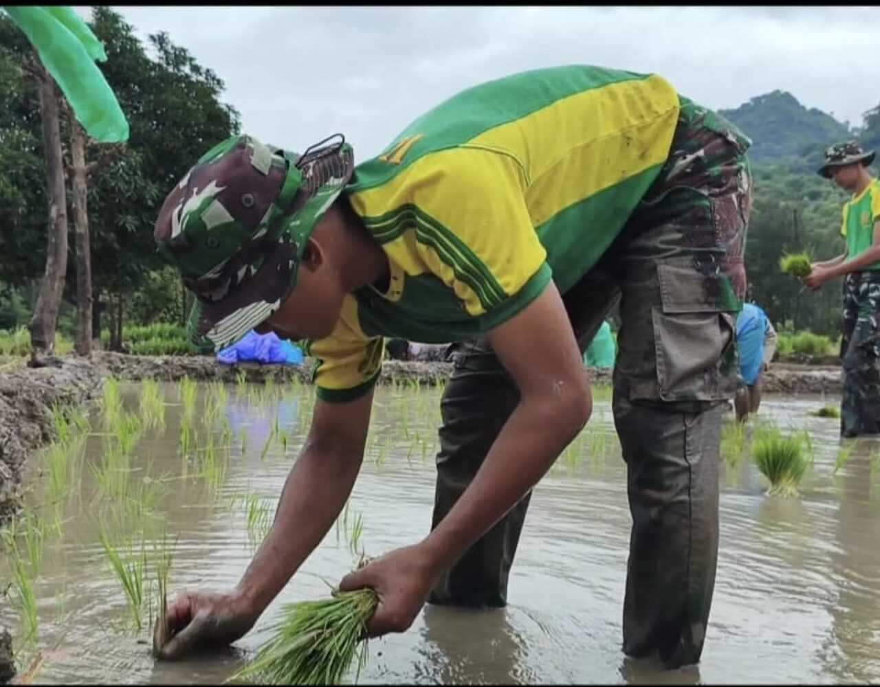 Yonarmed 12 Kostrad Wujudkan Kepedulian Sosial Melalui Penanaman Padi di Belu
