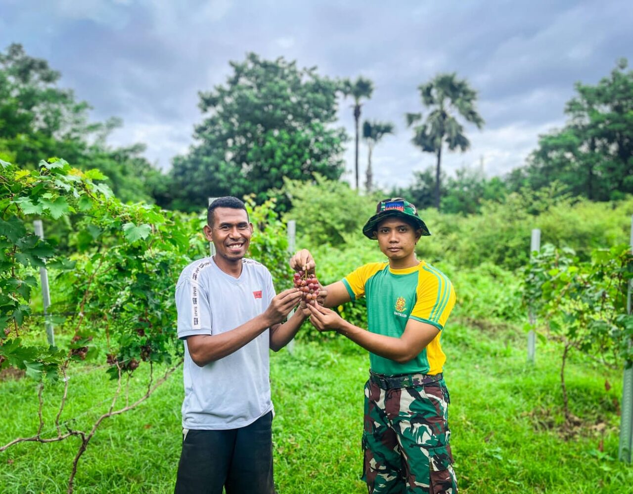Majukan Perbatasan, Satgas Pamtas Yonarhanud 2 Kostrad Tinjau Budidaya Anggur