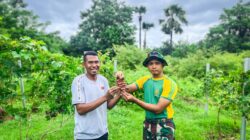 Majukan Perbatasan, Satgas Pamtas Yonarhanud 2 Kostrad Tinjau Budidaya Anggur