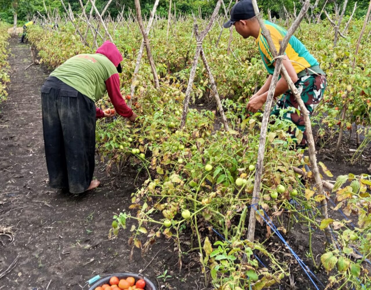 Satgas Pamtas Yonarmed 12 Kostrad Panen Tomat Bersama Warga Fohoeka