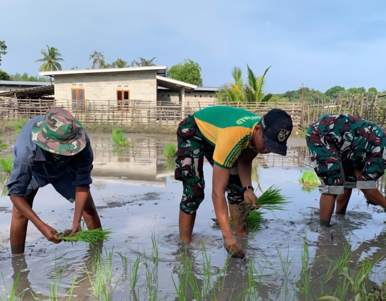 Yonarmed 12 Kostrad Pos Motaain Dukung Ketahanan Pangan di Wilayah Perbatasan